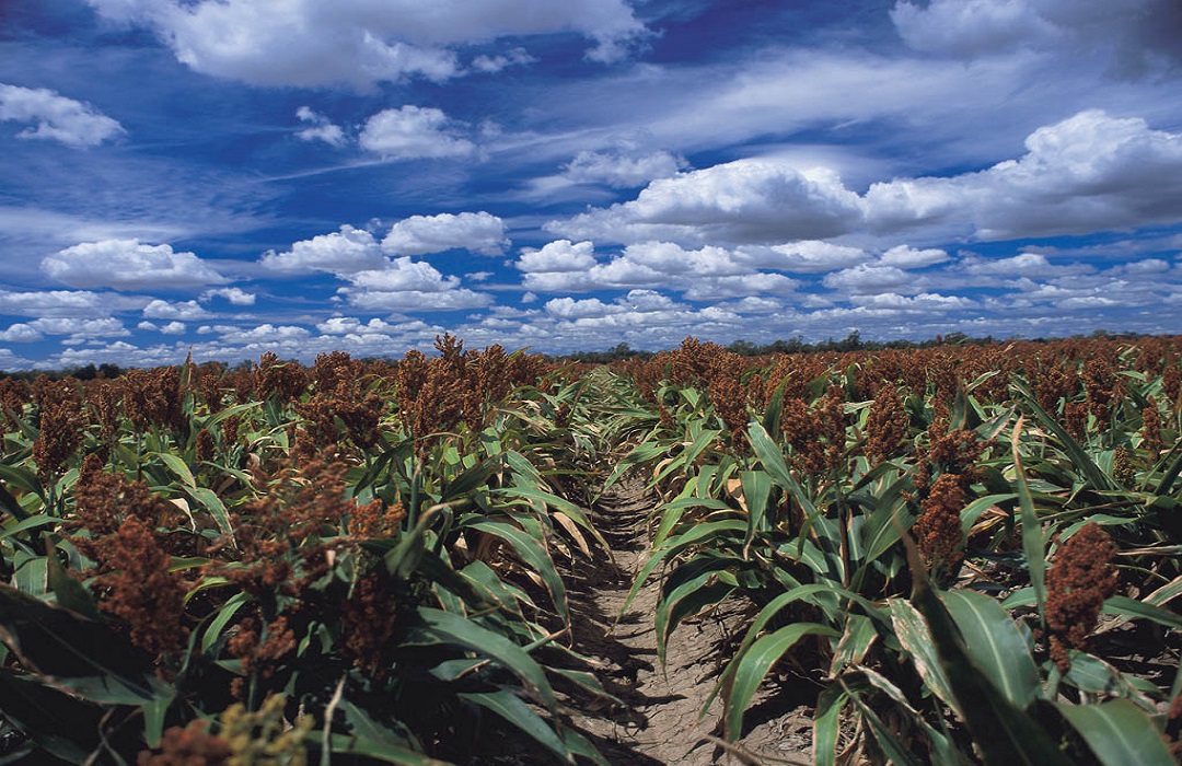 Australien: Sorghum-Hirse im Stadium der Rreife.
Australia: Mature sorghum crop.