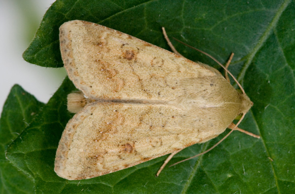Cotton boll-worm (Helicoverpa armigera)