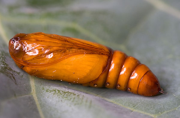 Cotton boll-worm (Helicoverpa armigera)